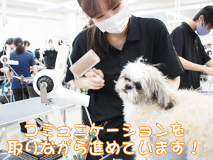 学校のモデル犬とトリミングをがんばっています♪